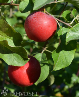 Tuotekuva Tohoku omena