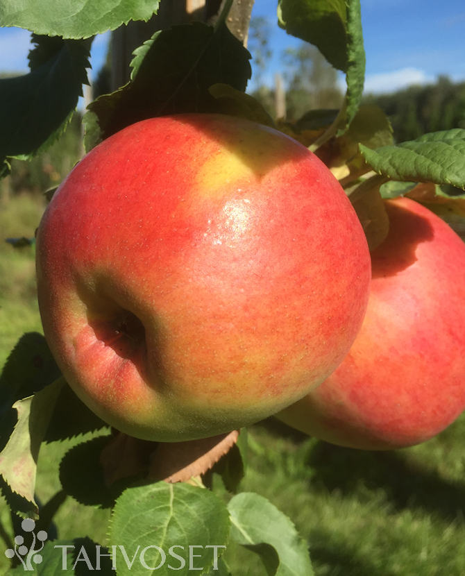 Tuotekuva Uslada omena