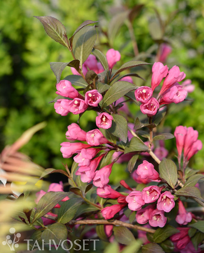 Tuotekuva Victoria komeakotakuusama