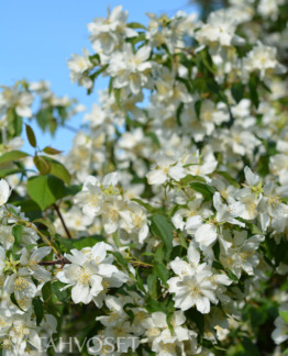 Tuotekuva Waterton tähtijasmike