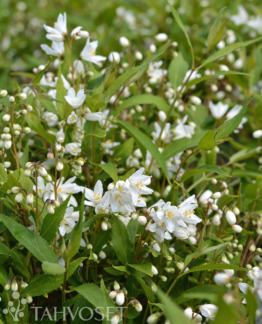 Tuotekuva Yuki Snowflake nietospensas