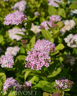 Tuotekuva-PINK SPARKLER™ KOIVUANGERVO