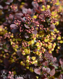 Tuotekuva Concorde purppurahappomarja