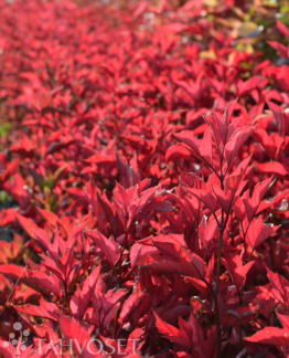 Tuotekuva Alfredo amerikanheisi