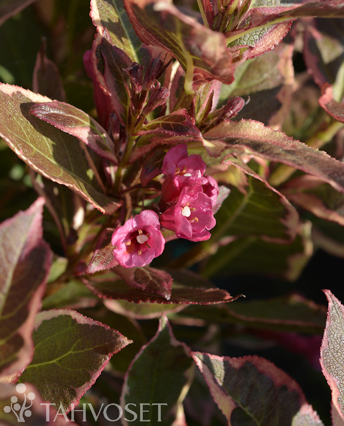 Tuotekuva All Summer Monet komeakotakuusama