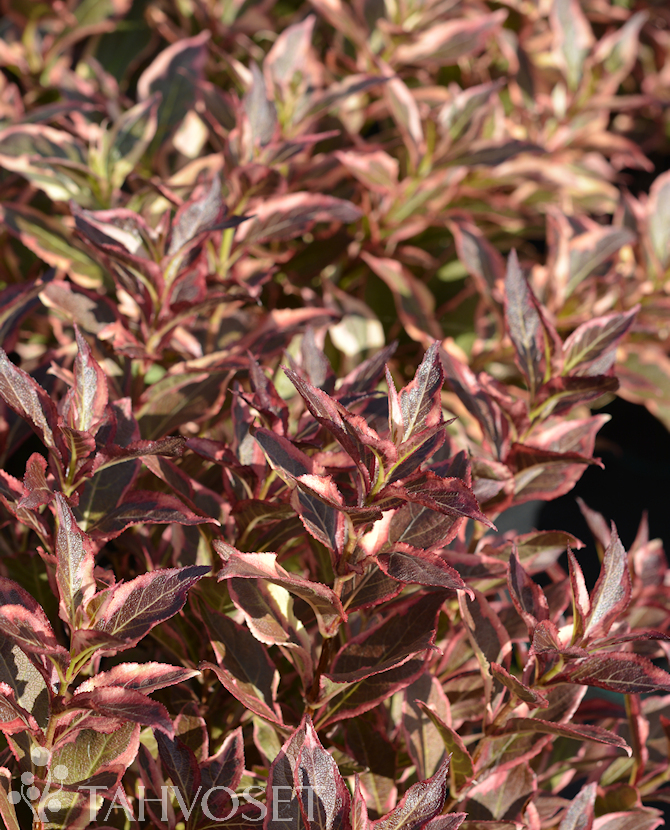 Tuotekuva All Summer Monet komeakotakuusama