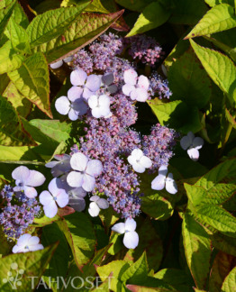 Tuotekuva Bluebird safiirihortensia