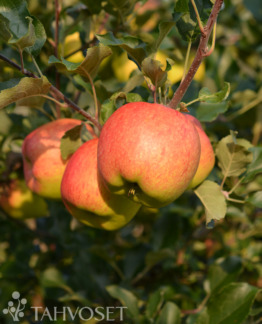 Tuotekuva Dekabrenok omena