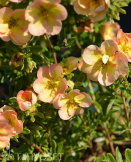 Tuotekuva Double Punch Peach pensashanhikki