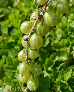 Tuotekuva Hankkijan Herkku karviainen