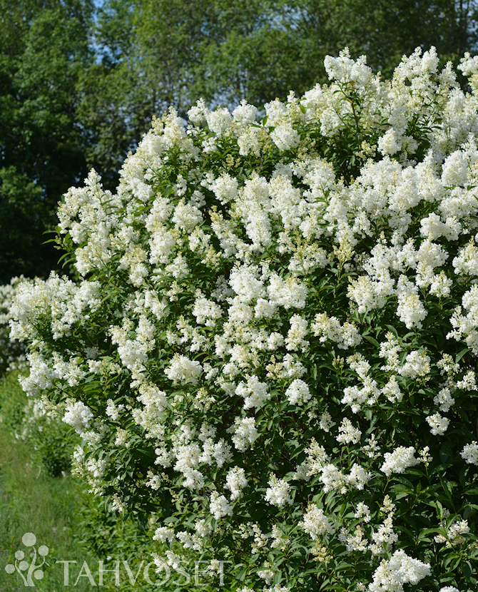 HOLGER ISABELLANSYREENI FinE; Jumbo At 7,5 L