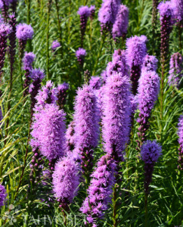 Tuotekuva Kobold punatahka