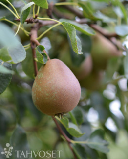 Tuotekuva Kustavi päärynä