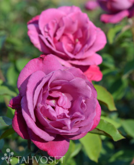 Tuotekuva Lila Wunder ruusu