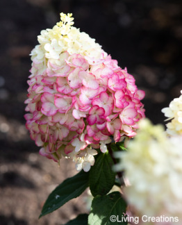 Tuotekuva Living Colourful Cocktail syyshortensia