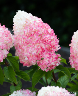 Tuotekuva Living Pink & Rose syyshortensia