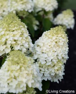 Tuotekuva Living Sugar Rush syyshortensia