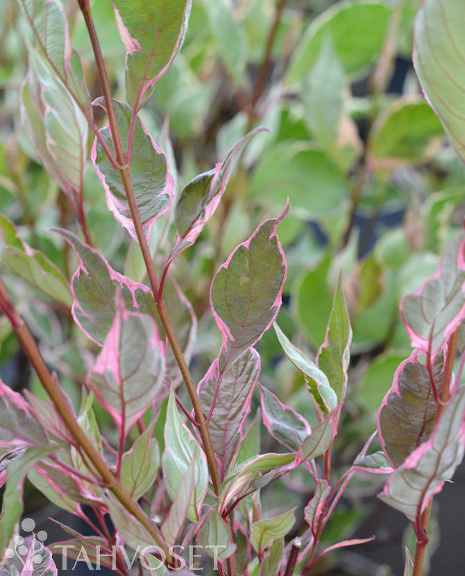 Tuotekuva Miracle pensaskanukka