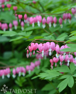 Tuotekuva särkynytsydän