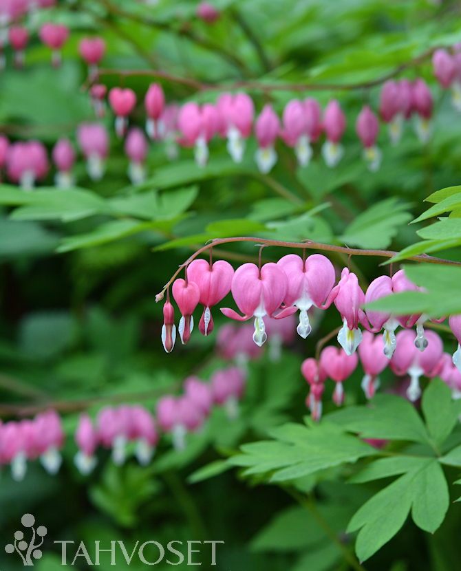 Tuotekuva särkynytsydän