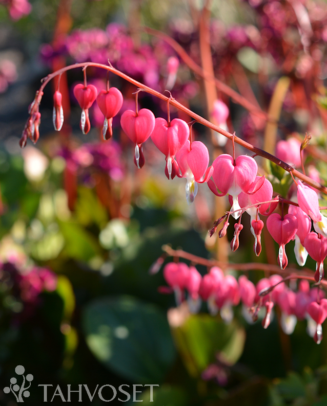 Tuotekuva särkynytsydän