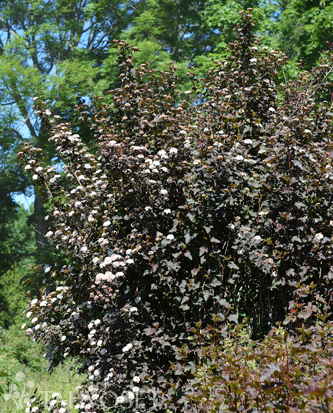 DIABOLO PURPPURAHEISIANGERVO; Jumbo At 7,5 L - Image 2