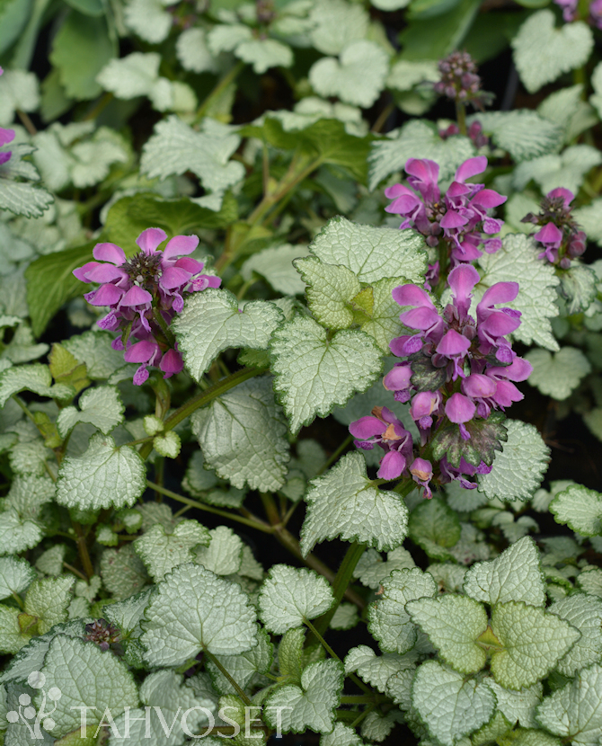 Tuotekuva hopeatäpläpeippi