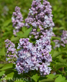 Tuotekuva Michel Buchner jalosyreeni