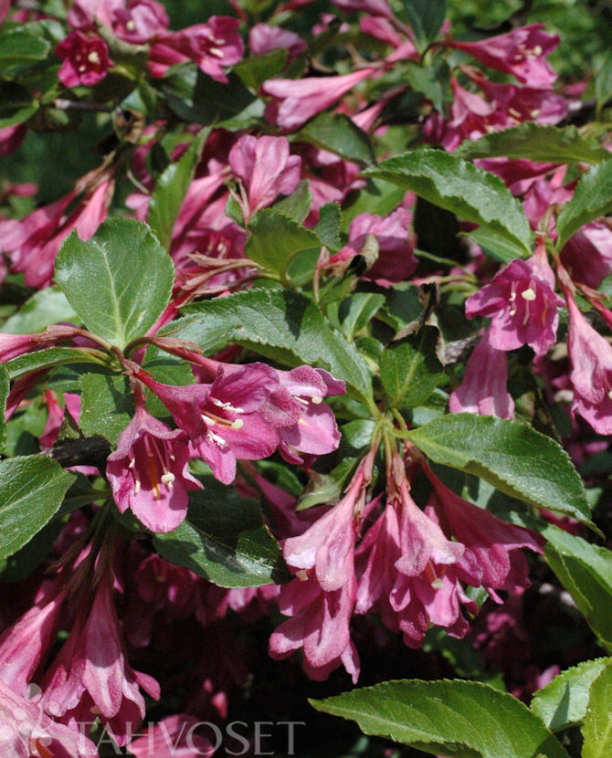 KOREA KOMEAKOTAKUUSAMA; At 3 L