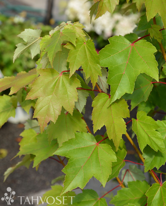 BRANDYWINE PUNAVAAHTERA ; 150-250, At