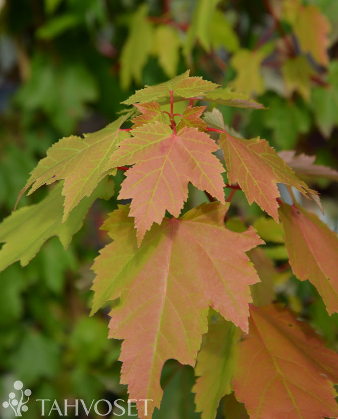 Tuotekuva Brandywine punavaahtera
