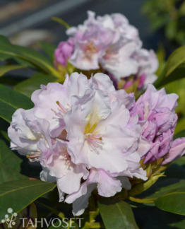 Tuotekuva Eskimo alppiruusu