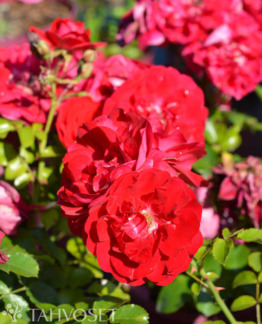 Tuotekuva Paint the Town ruusu