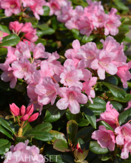 Tuotekuva Venla rhododendron