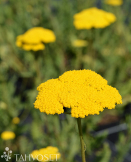Tuotekuva cloth of gold kultakarsamo