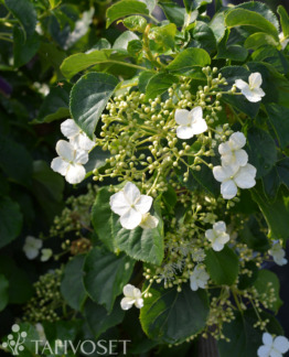 Tuotekuva köynnöshortensia