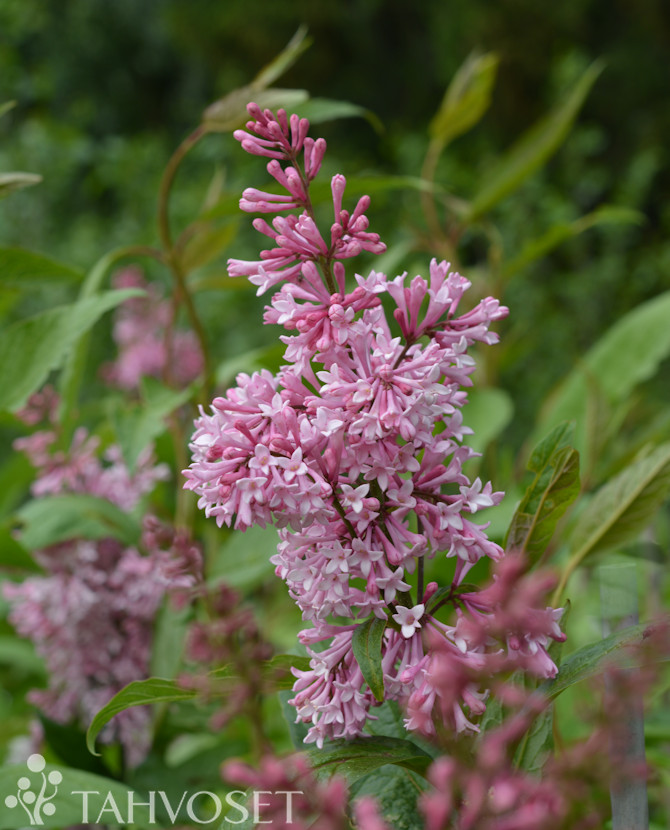 Tuotekuva James MacFarlane isabellansyreeni