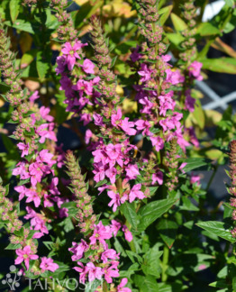 Tuotekuva Robert rantakukka