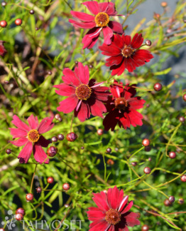 Tuotekuva Ruby Red syyskaunosilmä