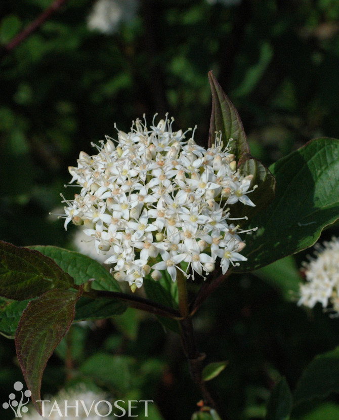 Tuotekuva verikanukka Kesselringii