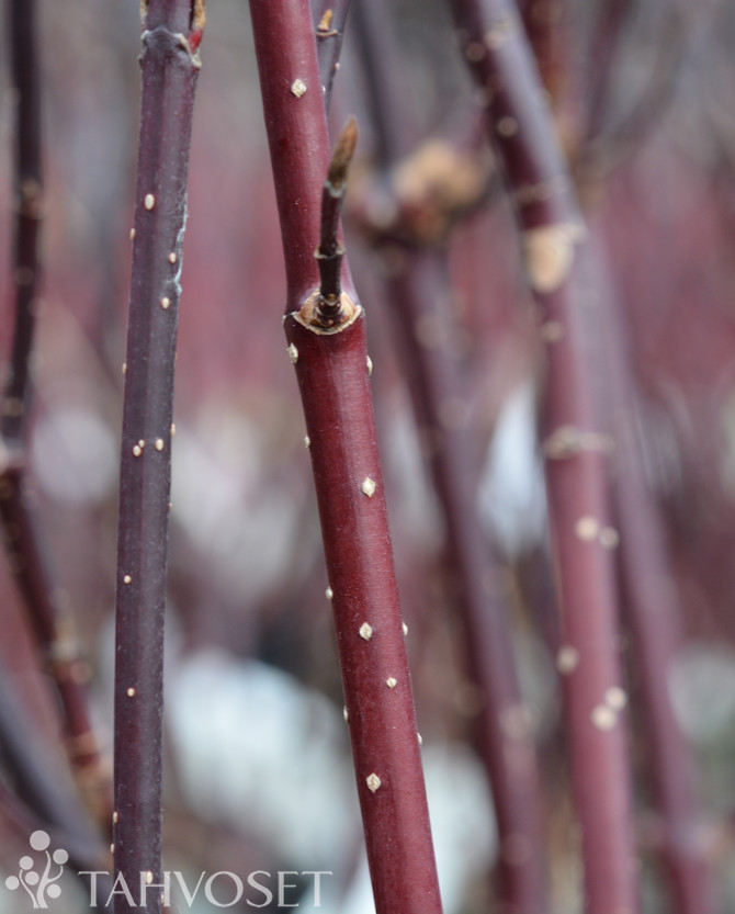 Tuotekuva verikanukka Kesselringii