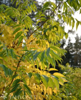 Tuotekuva amurinkorkkipuu