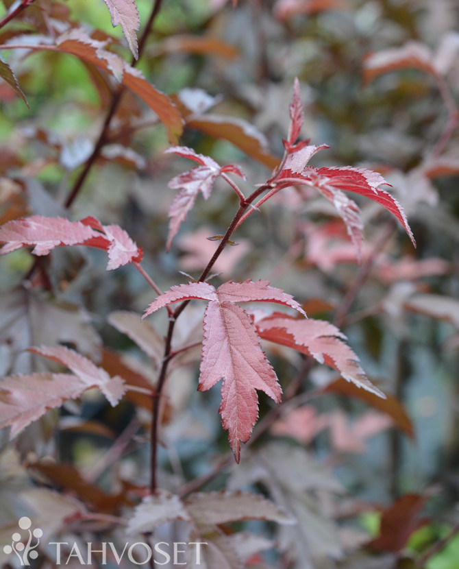 Tuotekuva 'Musta Rudolf' purppuraomenapuu