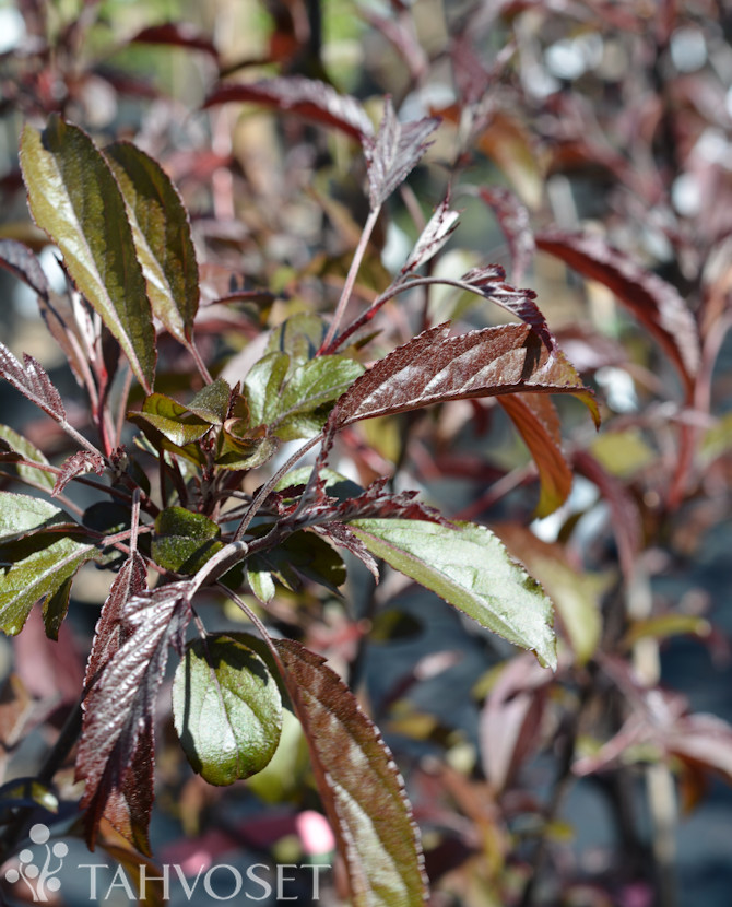 Tuotekuva 'Musta Rudolf' purppuraomenapuu