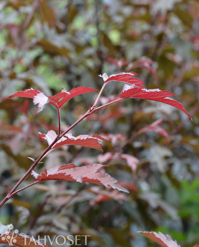 Tuotekuva 'Musta Rudolf' purppuraomenapuu