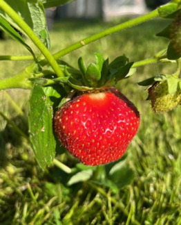 Tuotekuva Saga mansikka