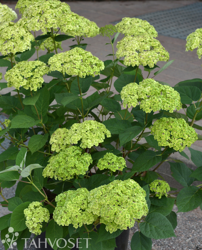 Tuotekuva Sublime Annabelle pallohortensia
