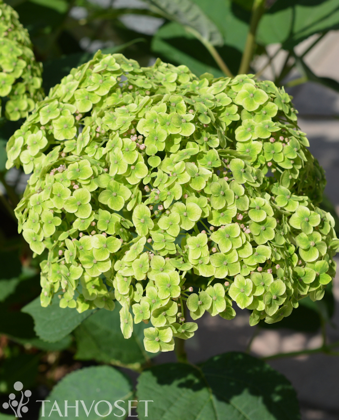 Tuotekuva Sublime Annabelle pallohortensia