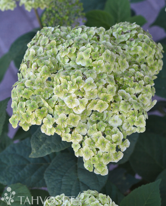 Tuotekuva Sublime Annabelle pallohortensia