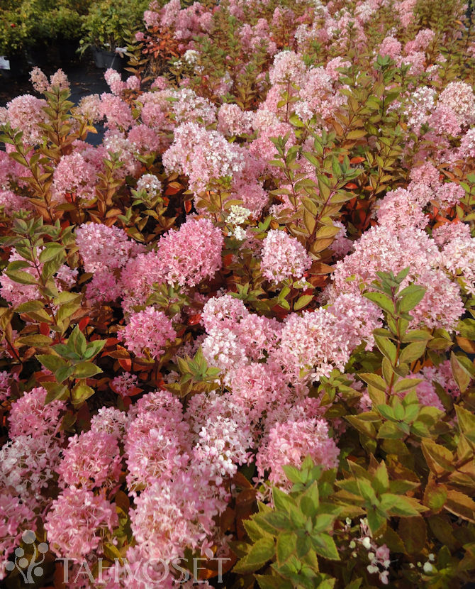 Tuotekuva-BOMBSHELL SYYSHORTENSIA Jumbo; At 7,5 L